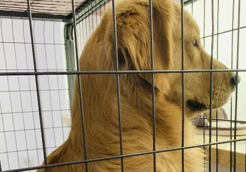 金毛犬渴望到外面玩，看到它这真挚的眼神，莫名的想笑