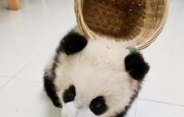熊猫团子背着背篓买零食，小模样太可爱