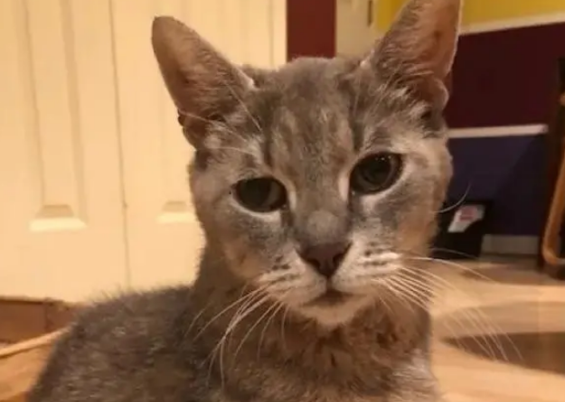 流浪猫怀孕后首次向人讨食，生完孩子知恩图报，专门回来道谢
