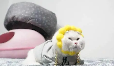 主人给猫咪网购了一个头饰，结果收到快递后彻底傻眼了