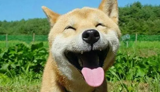爸爸悄给柴犬龙虾喂食，妈妈不知情眼神示意网友保密