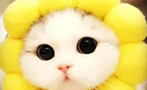 主人给猫咪网购了一个头饰，结果收到快递后彻底傻眼了
