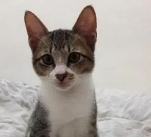 猫咪咬坏主人最爱的包，被发现后捂眼装无辜：是它先动手的！