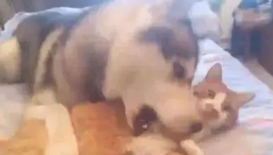 哈士奇对橘猫做不可描述的事，猫咪竟毫无抵抗，太不可思议了！