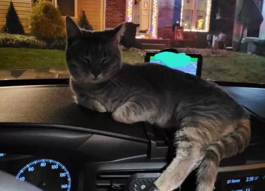 网友在停车场被碰瓷，猫咪径直跳上车：养我！快！