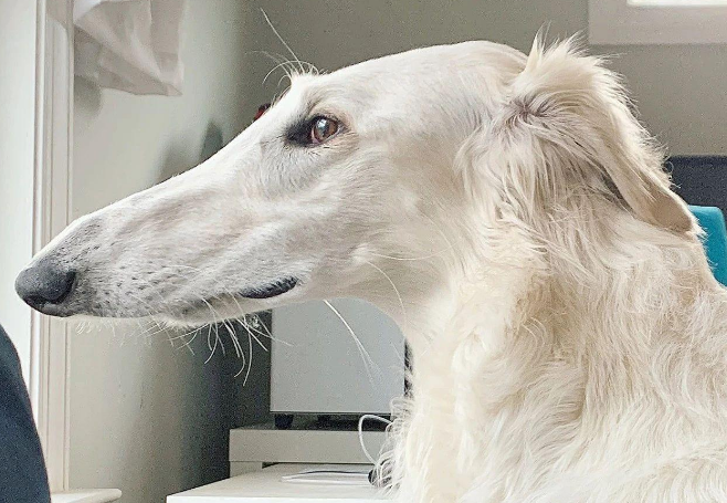这类牧羊犬你见过吗？鼻子长达31公分，网友：确定不是修的图？