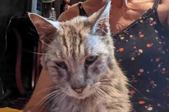 缅因猫离家出走10年之久，如今接到超意外电话…