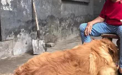 十多斤重的金毛，在奶奶收养下变上百斤！见到前主人都不爱搭理了