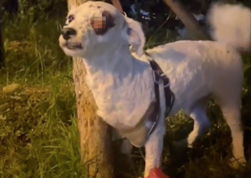 狗狗的眼球凸出爆了，主人不带它去医院，反而是拴在地铁口遗弃！