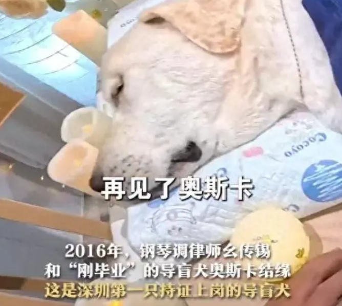 深圳首只导盲犬奥斯卡离世，主人深情抚摸，共度离别时刻