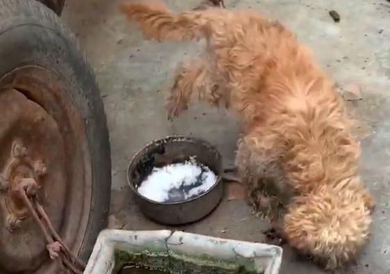 狗狗被栓5年只为看车，米饭是馊的水是脏的，活得还不如只流浪狗