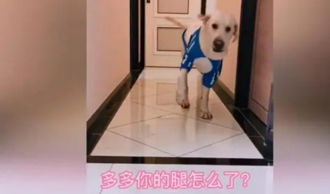 狗狗突然瘸了主人带它去看病，花了1700以后医生说它是装的