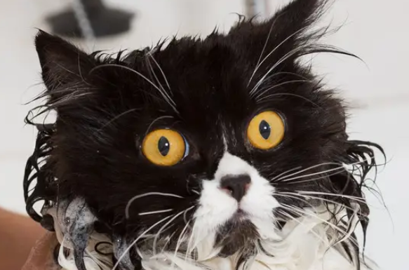外出洗猫，猫咪吓到窒息，养猫，最好在家里洗澡 