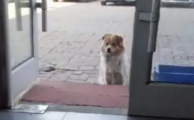 流浪犬被冻得不行，来到餐馆门前求收留，懂事模样让人心疼