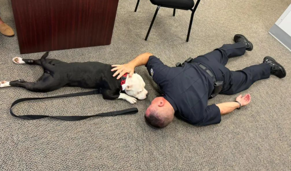 收容所狗狗警局待一天，竟俘获所有人的心，当场收编成警犬！