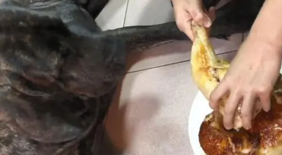 偷吃正宗大鸡腿，高山犬遭训话装无辜，硬挤两滴泪：我错了
