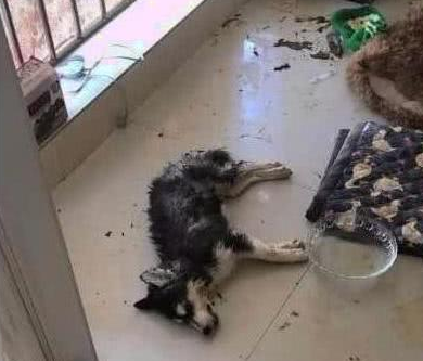 二哈独自自家死亡，还年轻力壮，主人查了3天后脸色通红