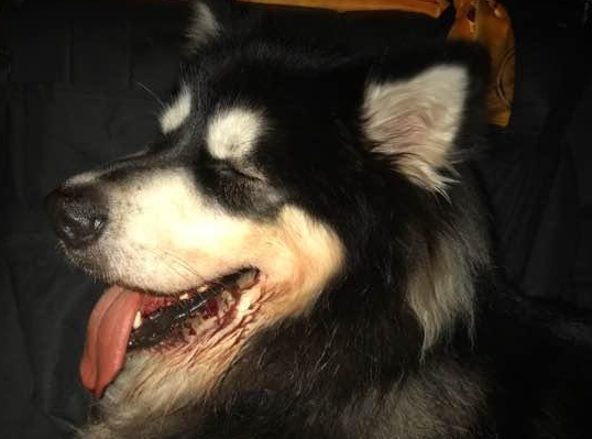 阿拉斯加咬伤人，被猛打10分钟，导致口腔开裂！ 