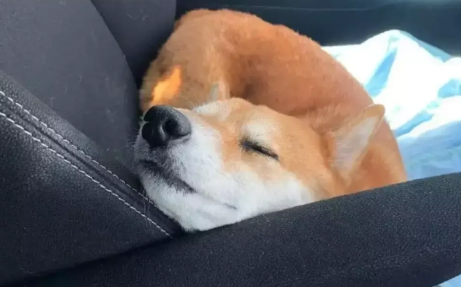 主人开车带柴犬出去玩，中途转身一看，他被萌翻了