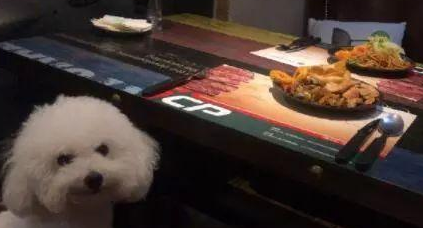 主人一撕开一袋零食，狗子立马跑出来，真是个没有感情的吃饭机器 
