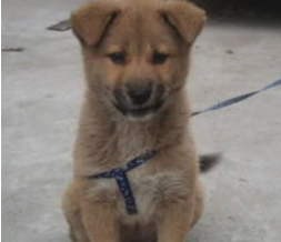 回乡下遇到田园犬拦路，撵都撵不走，知道真相后瞬间感动到泪崩！
