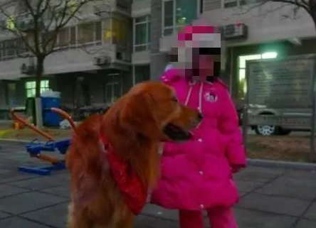 忠心的金毛担心小主人，竟独自去接主人放学，真是太暖心了！