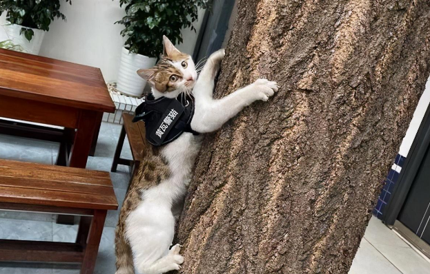 一只猫能有多牛，直到我发现人家有正规编制，名字还好听