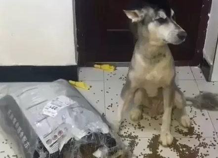 阿拉斯加狗狗在家里撒狗粮，宠主回家后血压瞬间升高，要吃吗？