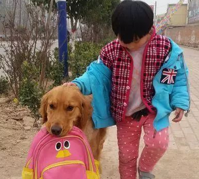 忠心的金毛担心小主人，竟独自去接主人放学，真是太暖心了！