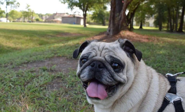 胖墩巴哥犬硬闯宠物门被卡住，进退两难