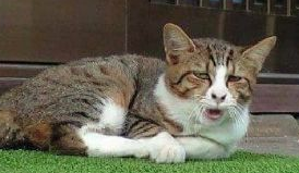 网友远远望见只狸花猫，兴冲冲跑去撸猫，走近一看：这猫我不吸