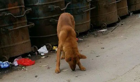 流浪狗垃圾桶翻出一块肉，路过的人一看马上报警 