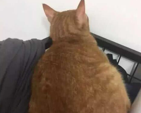猫咪犯了错，主人罚它面壁思过，橘猫的做法让人笑翻了
