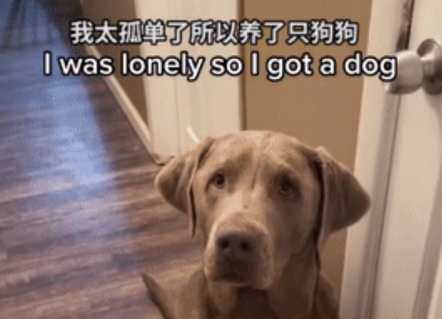 妹子养5只狗狗全是分手抢来的…争抚养权这块就没人能赢她！