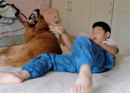 儿子放假总烦金毛，狗气得好想咬他！狗：报补习班吧，钱我出！