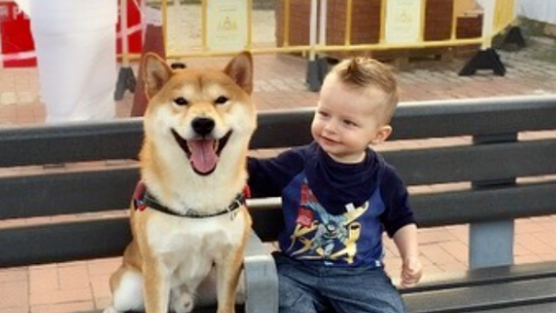 保姆柴犬带宝宝散步，回家后，家长一看：“说吧，我先揍谁？”