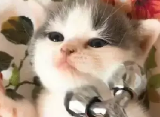 女主人给小奶猫敷面膜，它全程乖乖配合的样子，把人萌翻了
