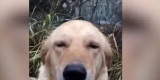 偶遇金毛发现是走失1年的家犬