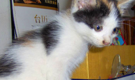 猫咪拿窗帘做爬架，宠主：猫爪炖汤很不错
