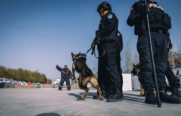 英吉沙公安吹响警犬冬训“集结号”