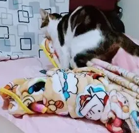 猫咪晚上抢被子，宠主发到网上哭诉，网友却说她身在福中不知福