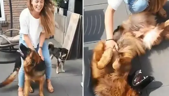 妈妈离开10分钟，德国狼犬激动飞扑，翻肚讨摸：好想好想你