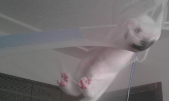 猫咪被主人关在蚊帐外，没想到聪明的猫咪最后这样溜了进去！