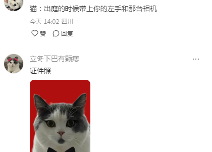 原来如此，猫猫的证件照原来是“抓”拍出来的！