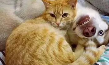 橘猫生下一窝小奶猫，并认哈士奇做干爹，不久后的变化令主人头疼