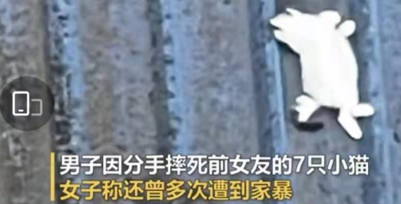 江苏常州一男子闯入前女友家摔死7只小猫，女方：很崩溃，已报警