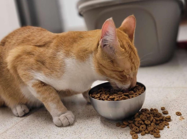 网友在路边发现一张寻猫启事，低头发现走失的猫居然就在自己脚边
