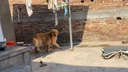 金毛还挺会装，在外面犯错还装没事，越大越狡猾