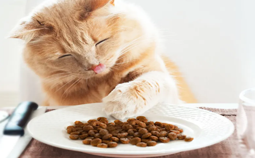 猫粮