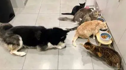 哈士奇家里来了一群猫，结果狗子就学着这样融入猫圈，笑了！